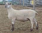 Sheep Trax Micah 494M